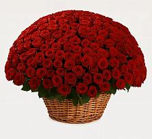 251 Премиум красная роза в Новодмитриевской Премиум букет из: Розы в Новодмитриевской